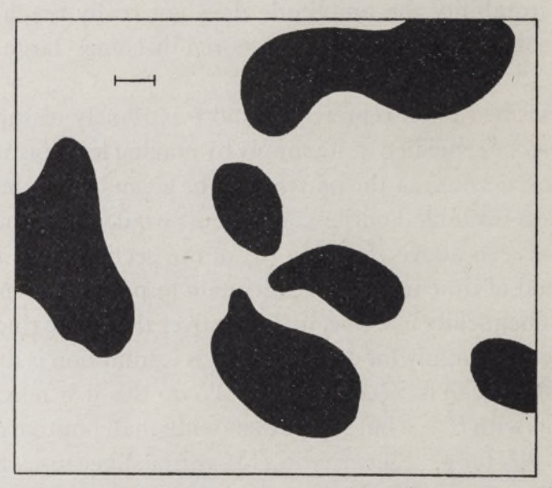 Simulated dappled pattern from Turing's reaction-diffusion model, from the original paper