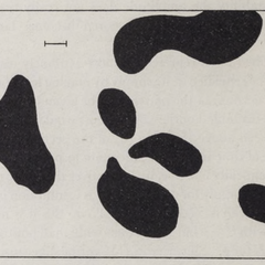 Simulated dappled pattern from Turing's reaction-diffusion model, from the original paper