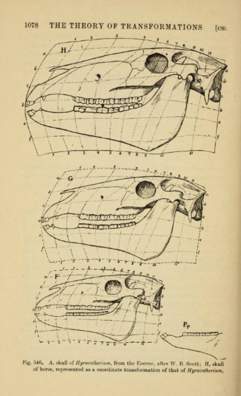 Coordinate transformation of skulls, Hyracotherium to horse