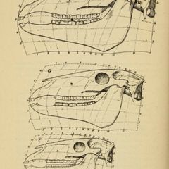 Coordinate transformation of skulls, Hyracotherium to horse
