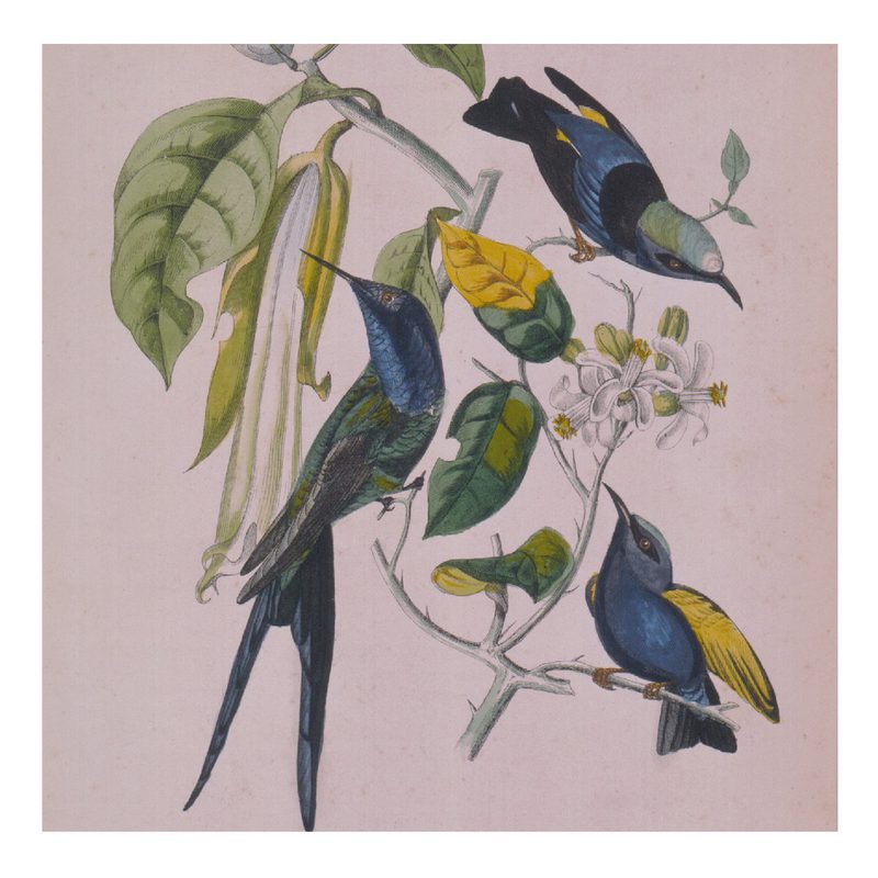 Cover of Sakura (Skintone Edition) by Susumu Yokota