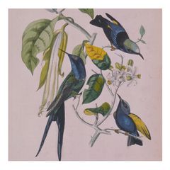 Cover of Sakura (Skintone Edition) by Susumu Yokota